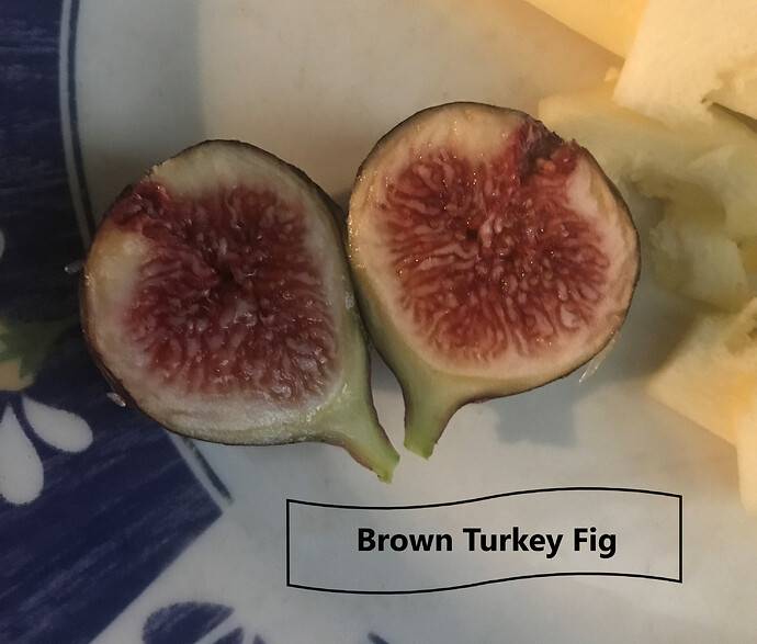 Brown Turkey Fig 8.2.2021