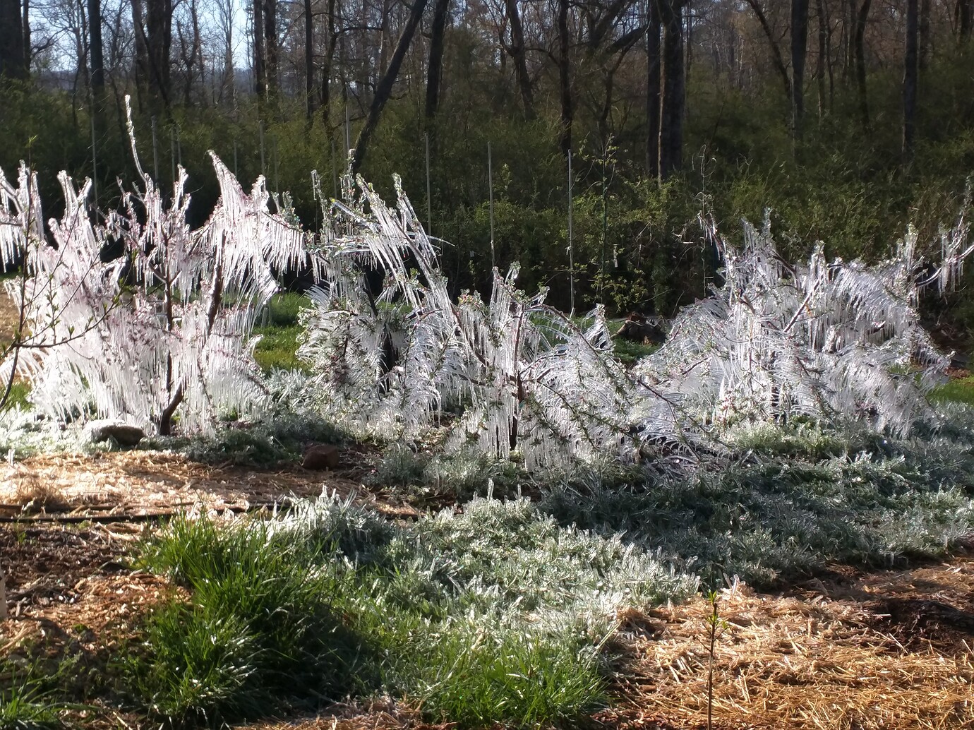 Peach freeze protection General Fruit Growing Growing Fruit