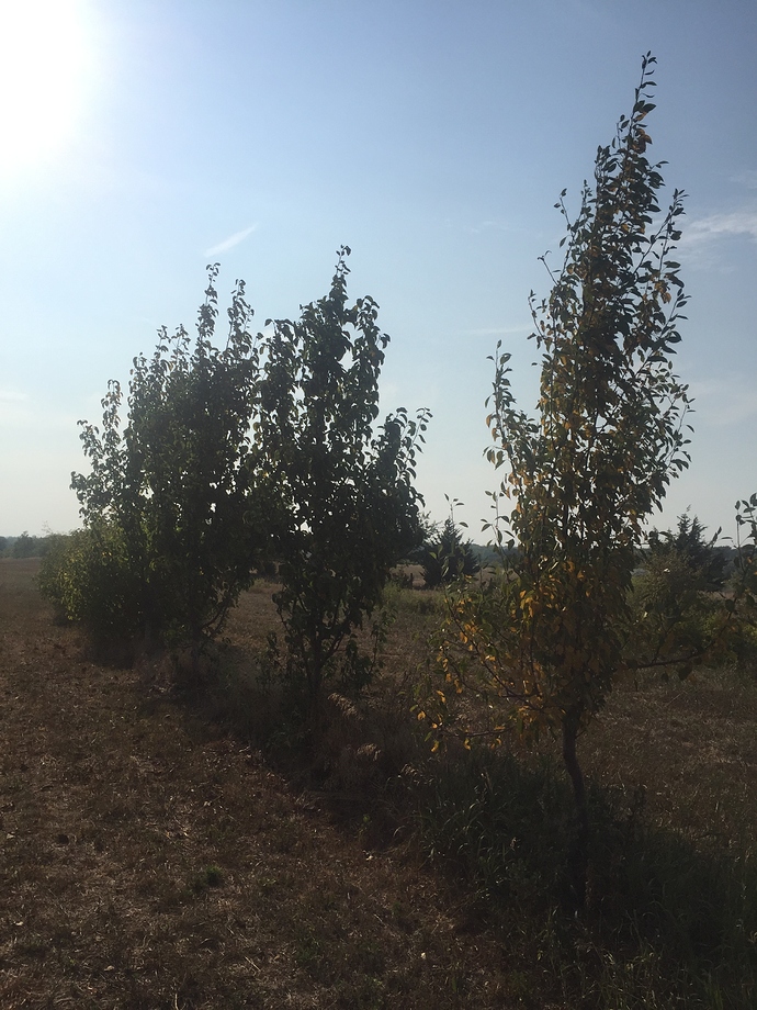 A dry year in Kansas General Fruit Growing Growing Fruit
