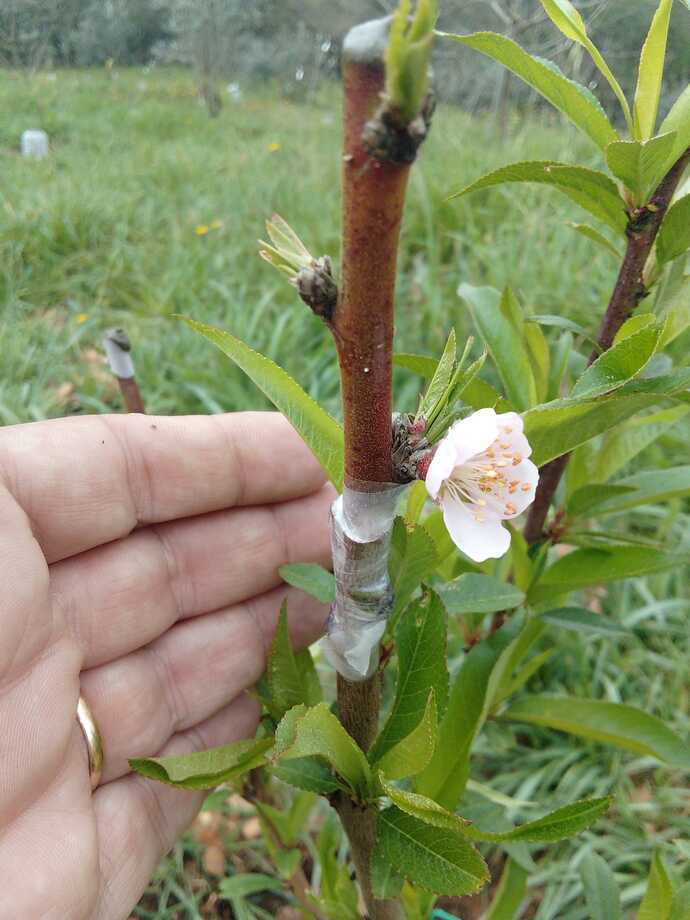 Imagem WhatsApp 2023-03-29 às 14.02.23