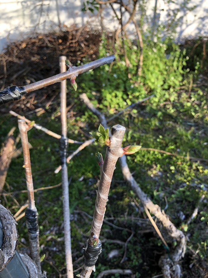 Grafted_Kiwi_05-06-2020