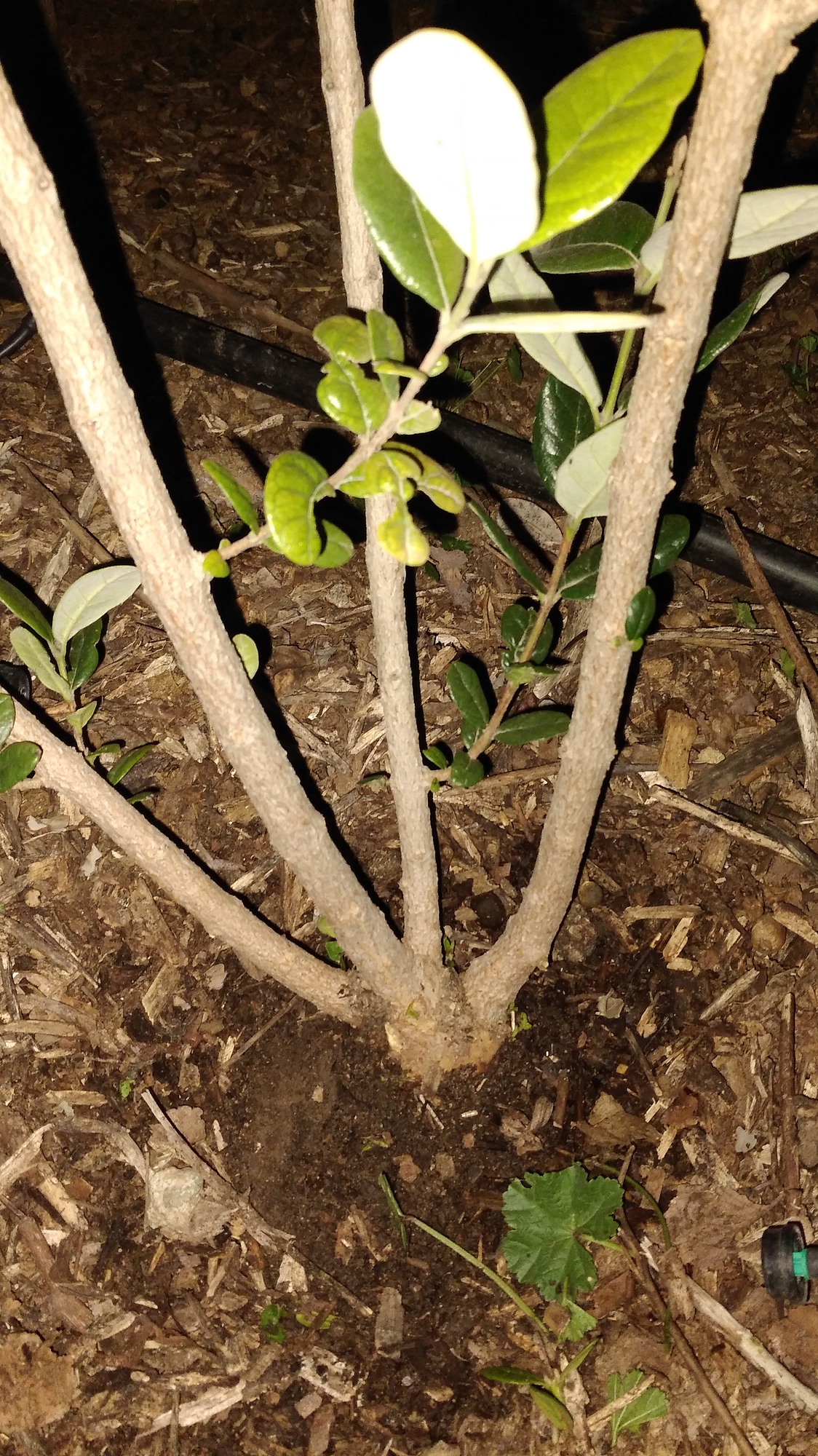 Pruning pineapple guava General Fruit Growing Growing Fruit