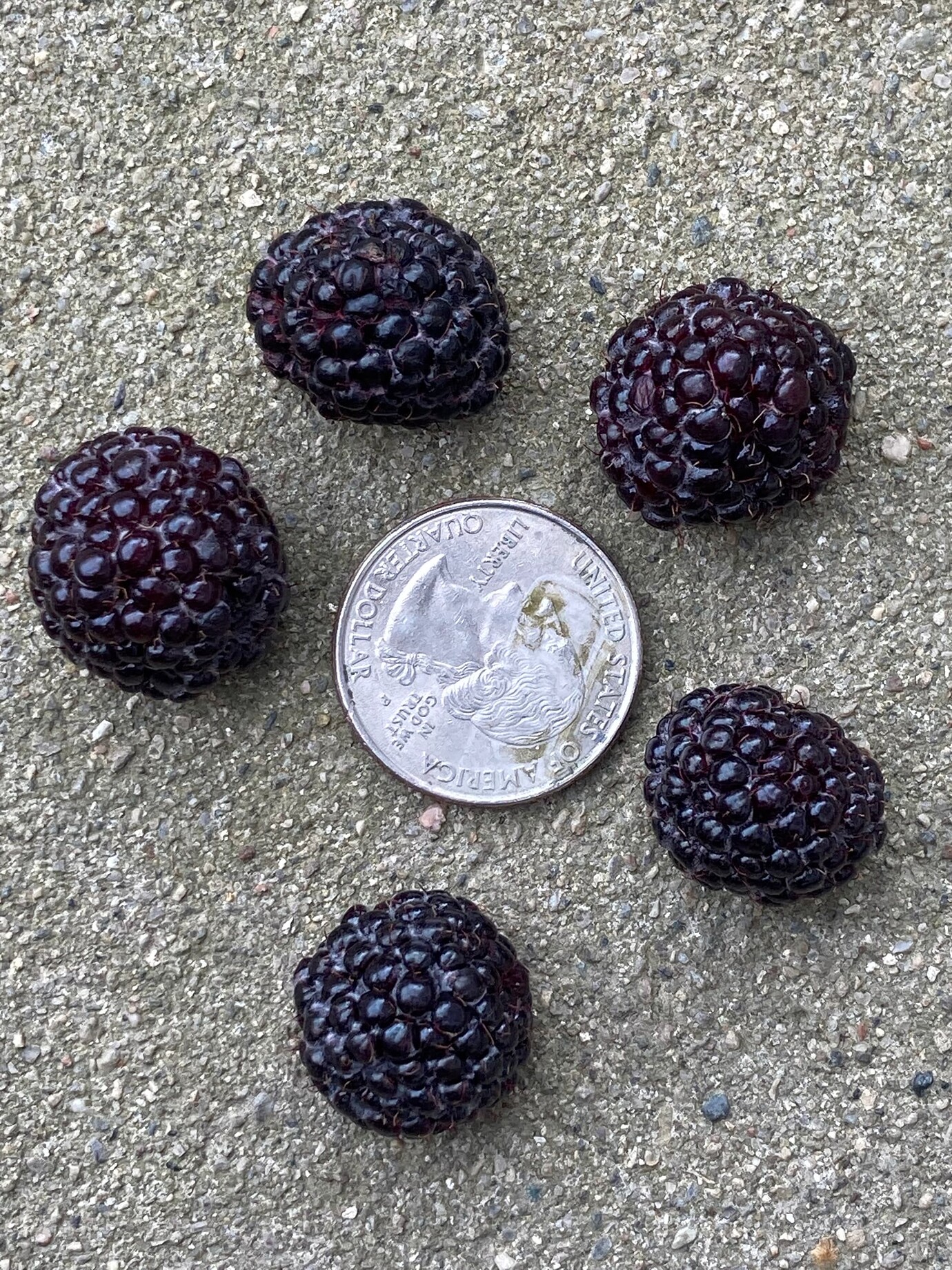 Grey Raspberry Fruit The best black raspberry? - General Fruit Growing - Growing Fruit