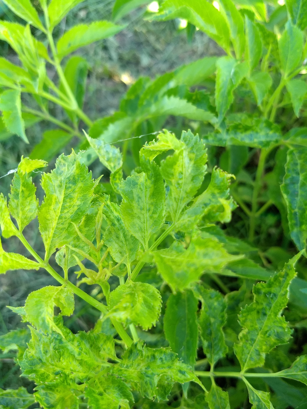 Yellowish spots/bumps on elderberry leaves General Fruit Growing