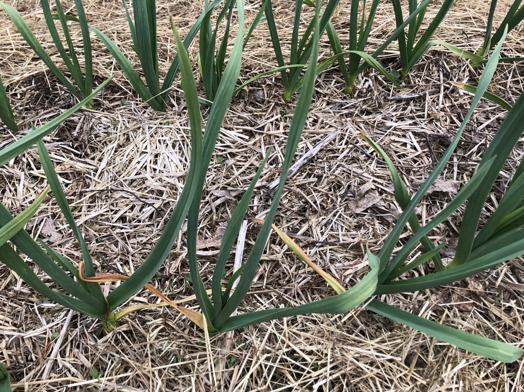 Garlic yellowing General Gardening Growing Fruit