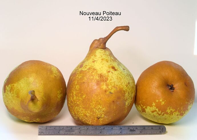 Nouveau PoiteauRS