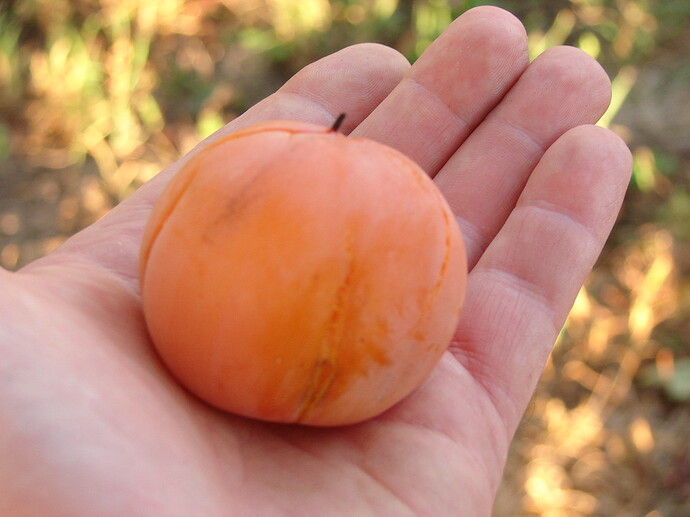 Prok in My hand