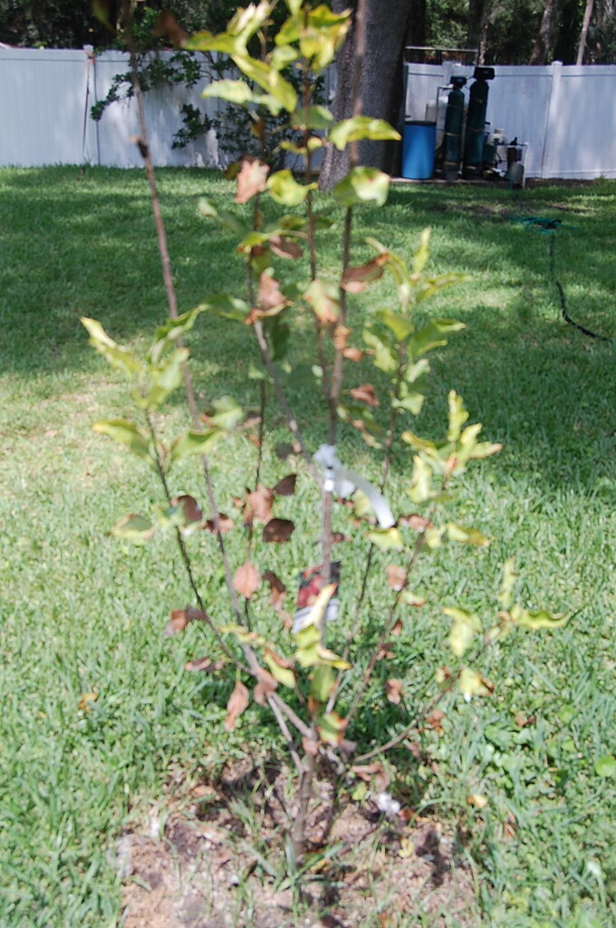 Gala apples in central florida General Fruit Growing Growing Fruit