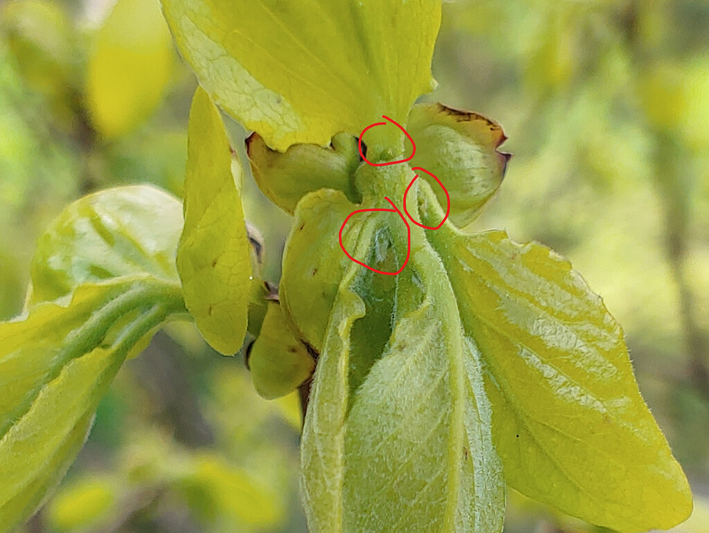Kaki how much growth before I can tell if its a fruit bud? General