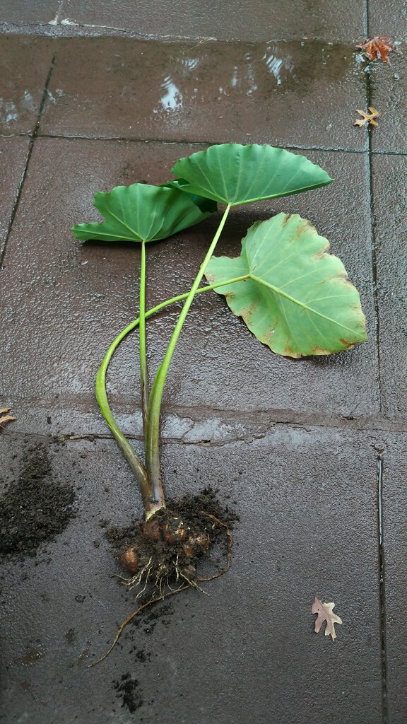 Elephant Ear that should not have happened - General Gardening - Growing  Fruit