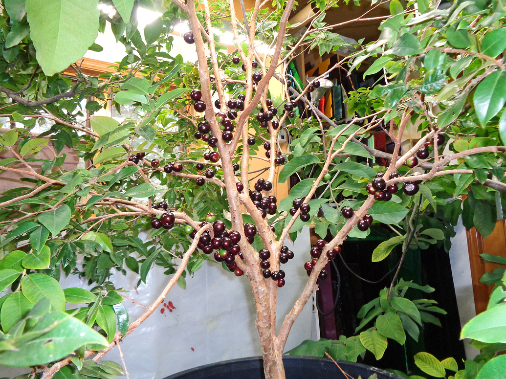 Jaboticaba in Vista CA - General Fruit Growing - Growing Fruit