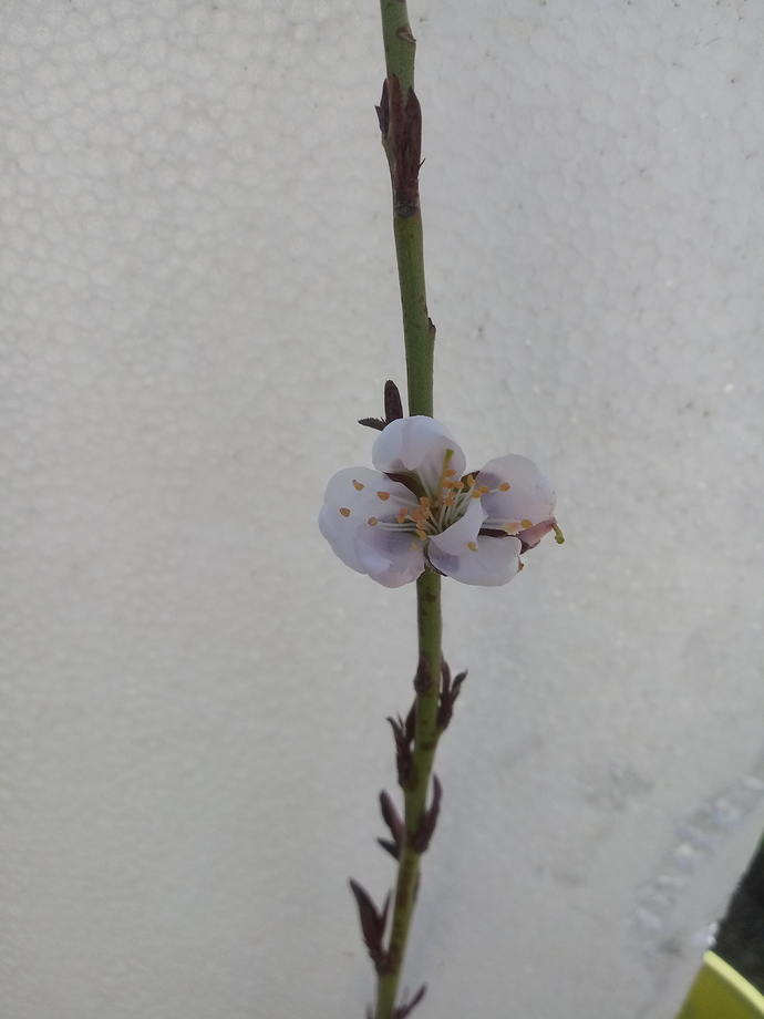 20190315_164029