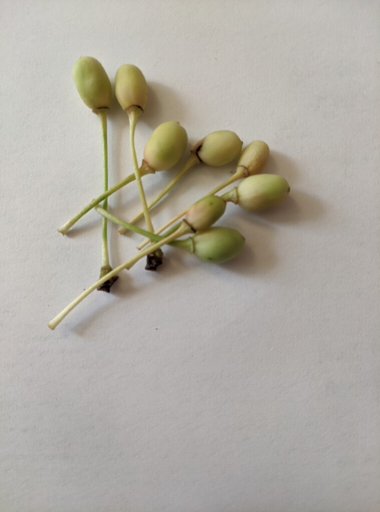 Sour cherry advice - fruit wilt - General Fruit Growing - Growing Fruit