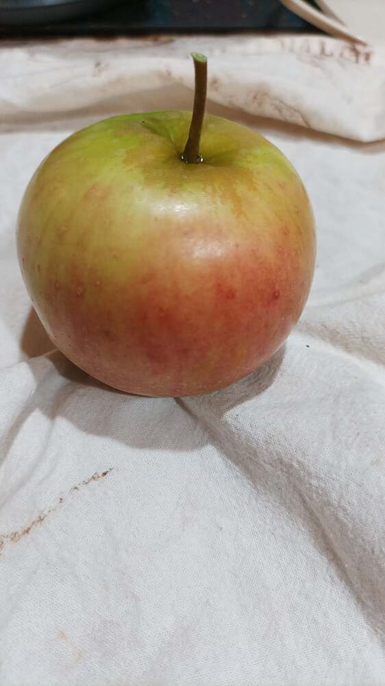 Rubinette 2