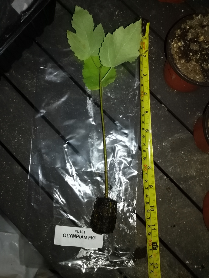 IMG_20190520_193544%5B1%5D