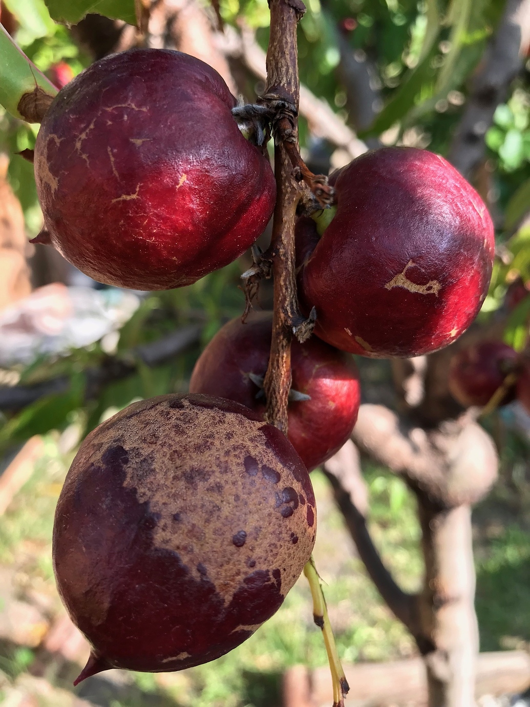 Nectarines questions General Fruit Growing Growing Fruit