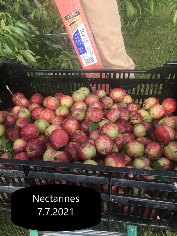 Nect. Bushel 7.7.2021