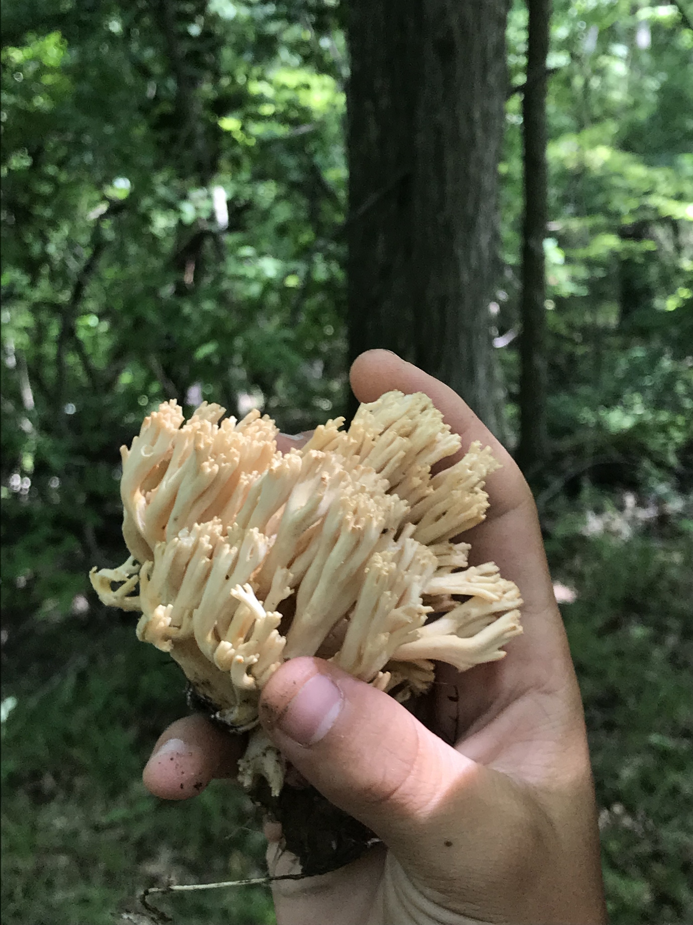 Fall Mushrooms 2019 General Fruit Growing Growing Fruit