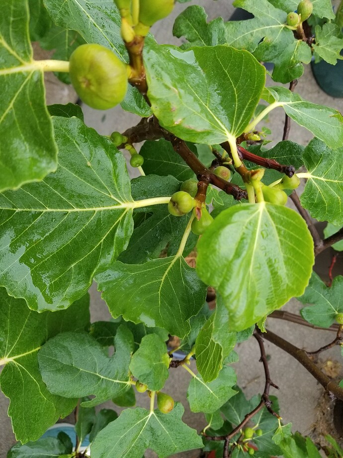 16259503662753656455340069738466