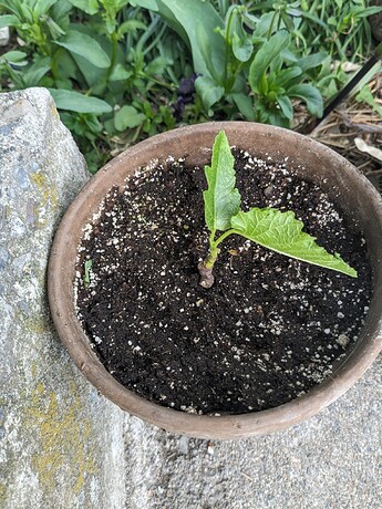 PXL_20240521_132527190