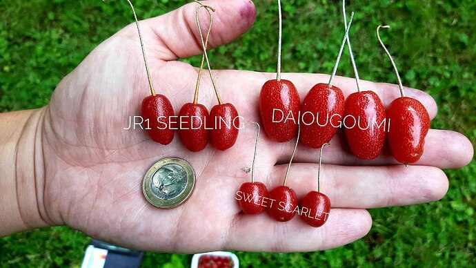 JR1Seedlicg_Daiougoumi_SC_beschriftet