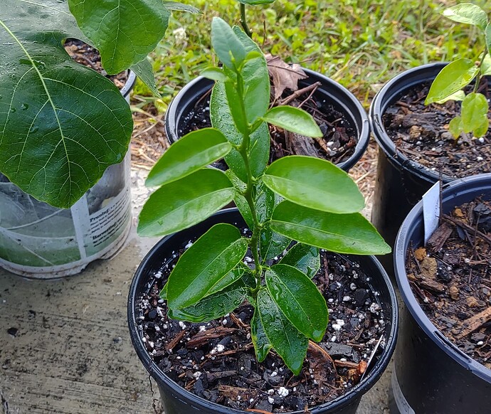 IMG_20250504_190445398~2