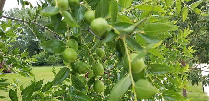 15325228072666919216029005305177