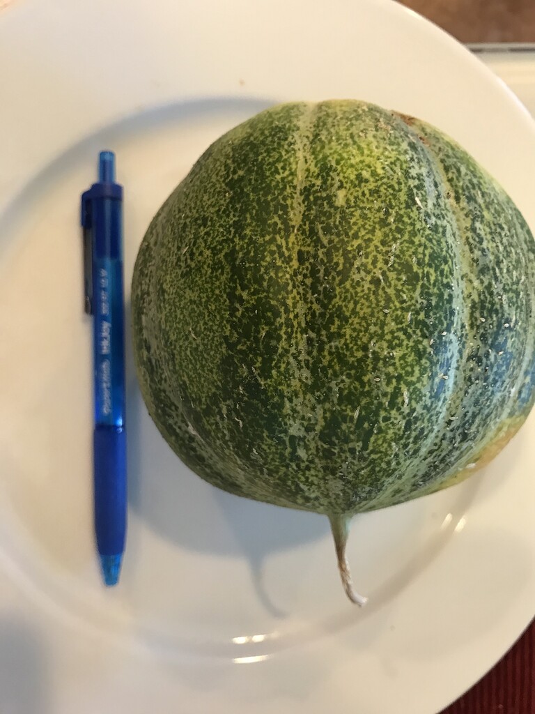 Melon identification help request General Fruit Growing Growing Fruit
