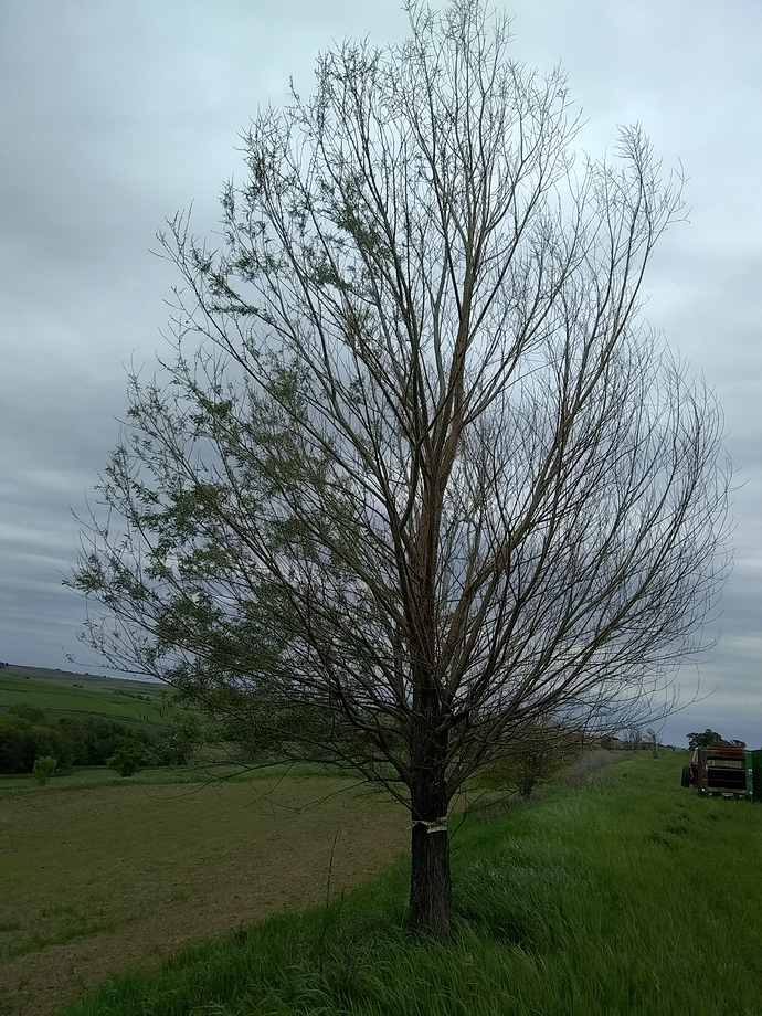 IMG_20200531_121727720