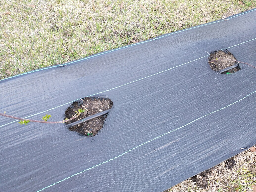 Do you have to mulch blackberries General Fruit Growing Growing Fruit