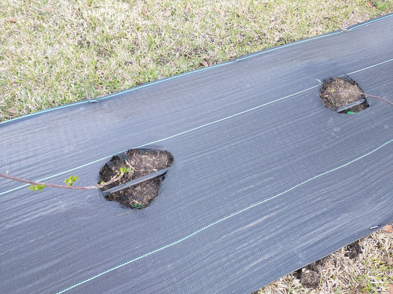 Do you have to mulch blackberries General Fruit Growing Growing Fruit