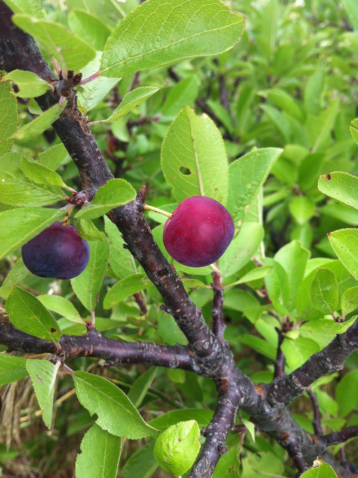 Beach plums General Fruit Growing Growing Fruit