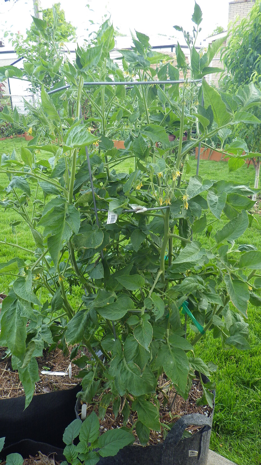 Tomatoes so far in zone 5b/6a General Gardening Growing Fruit