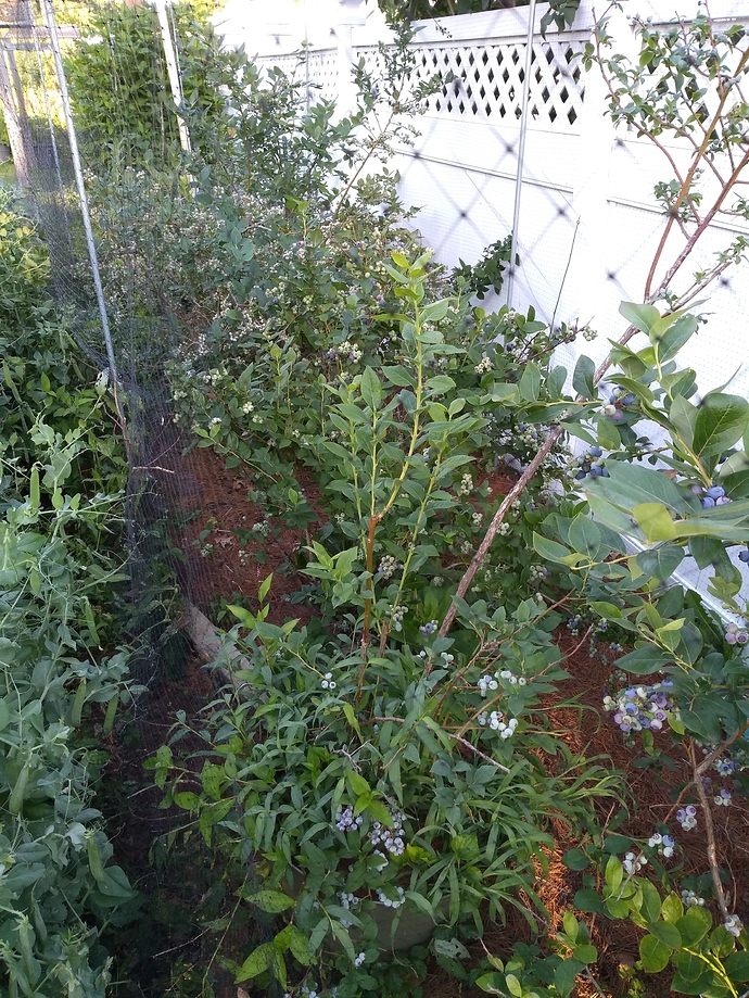 IMG_20190612_065738409