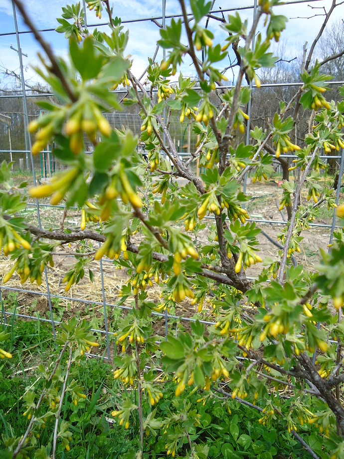 Crandall%20clove%20Currant%202016