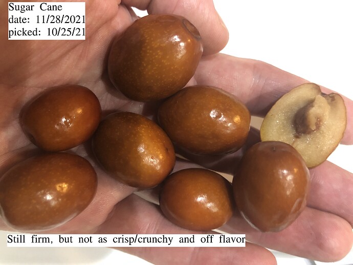 Jujube_Stored_11_28-2021
