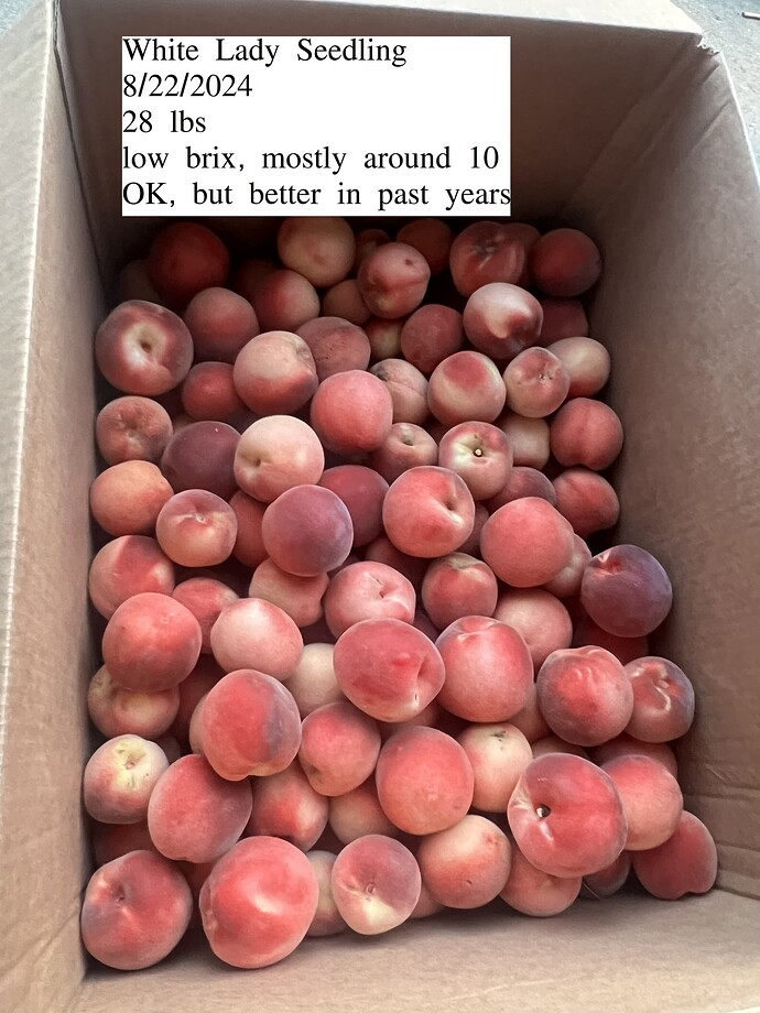 White_lady_seedling_box_08-22-2024