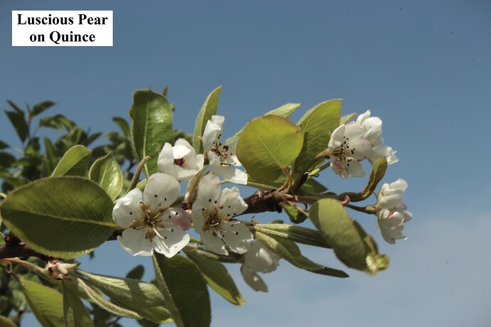 Luscious Pear
