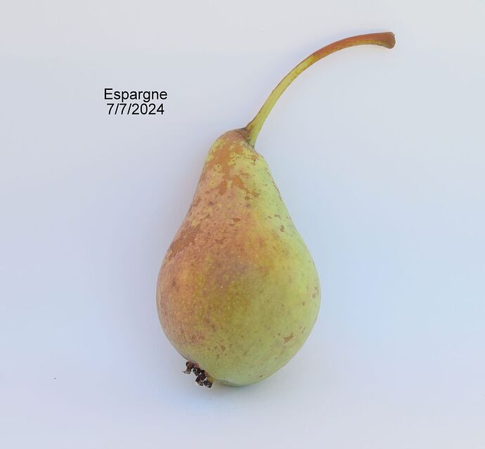 Espargne7-7-2024#1RS