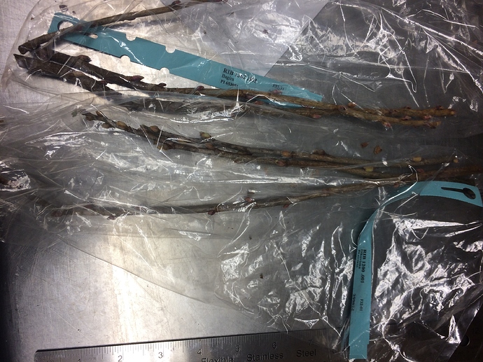 GRIN_Currants_03-07-2018