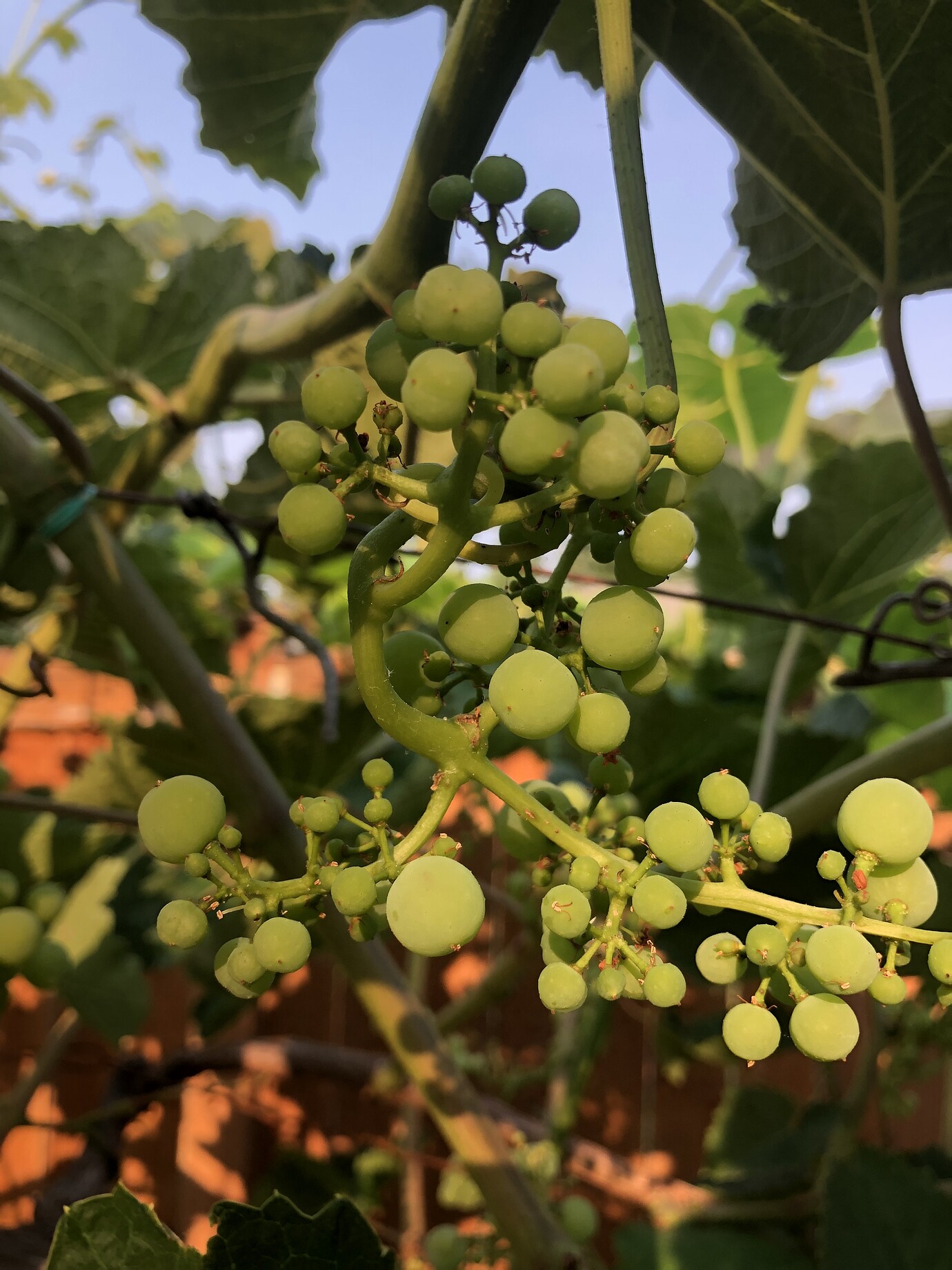 What Causes Poor Grape Cluster General Fruit Growing Growing Fruit