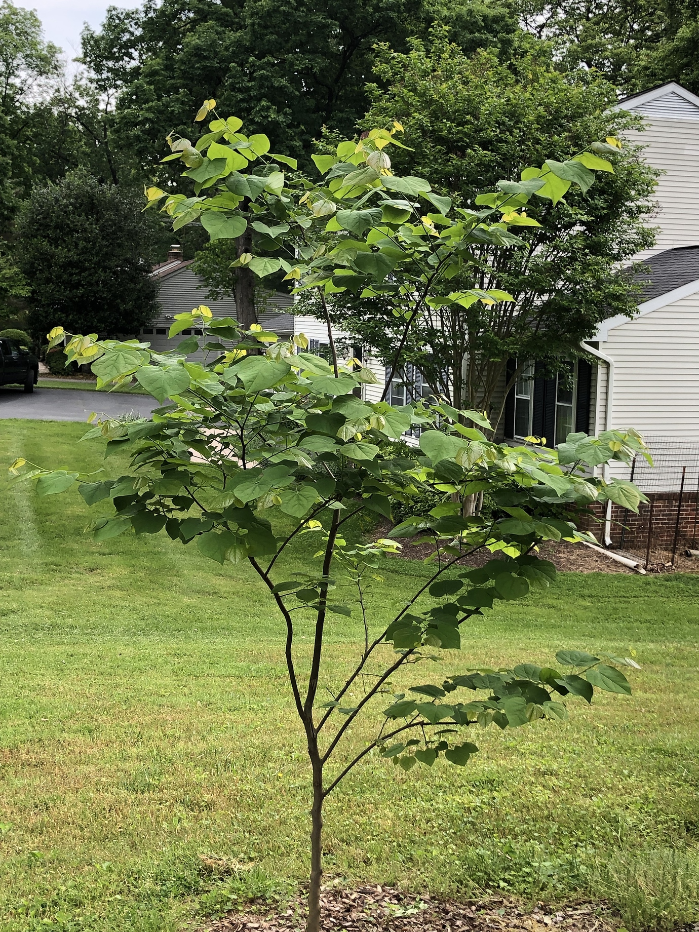 Prune this redbud? General Gardening Growing Fruit
