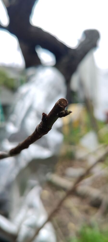 Young bud scion