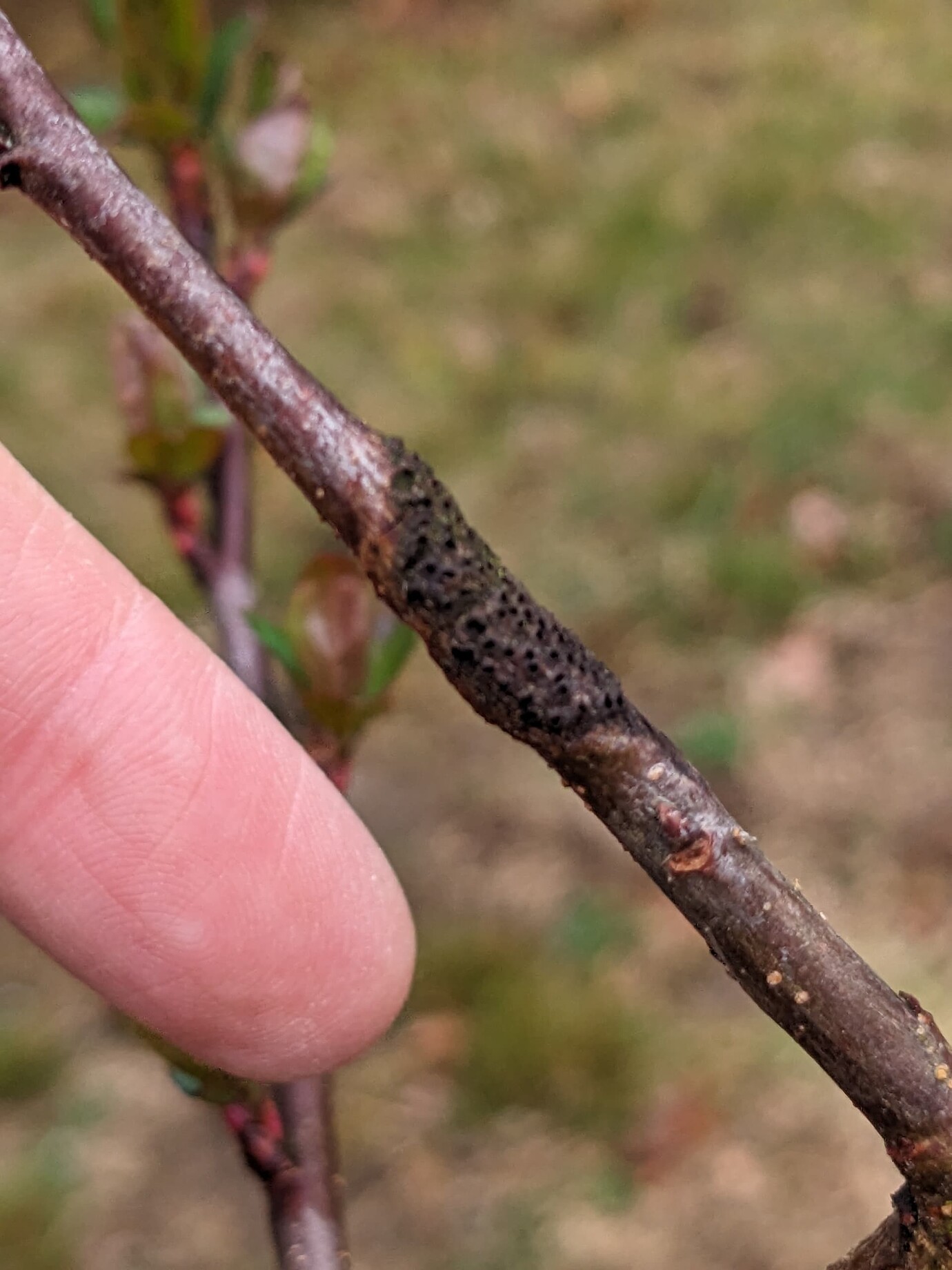 What is this lesion on my apple tree? - General Fruit Growing - Growing ...