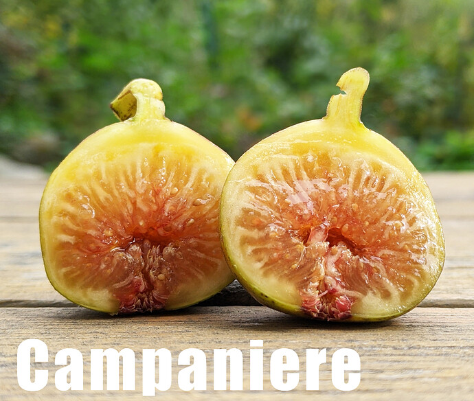 campaniere