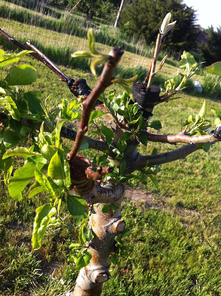 An untagged pear wound up being Ayers - Been wanting that variety What Does Grow A Pear Mean