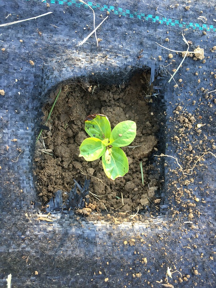 Round Leaves JT-02 xRosseymale Seedling