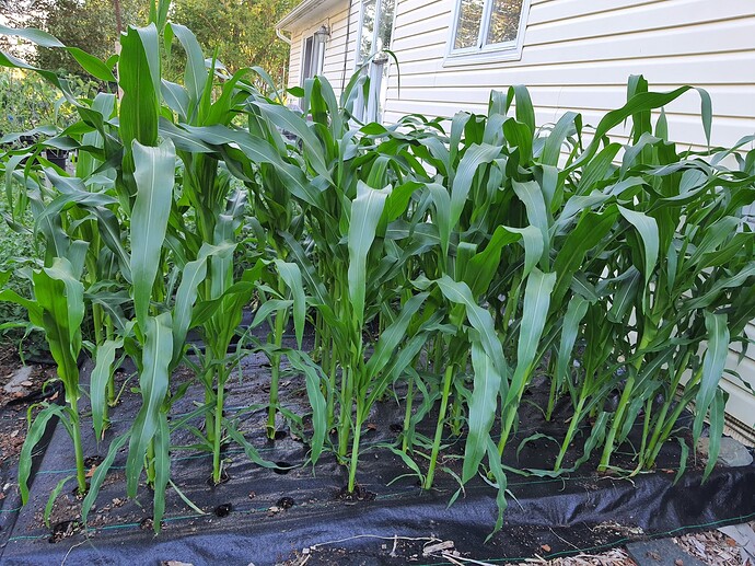 Corn 07-09-21