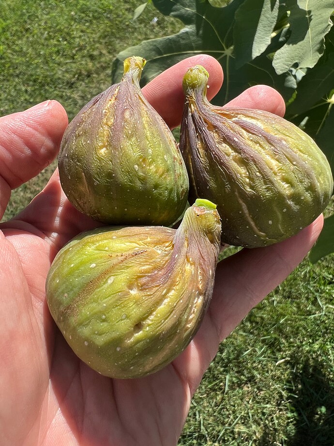 Bryant_dark_ma_09-10-2024