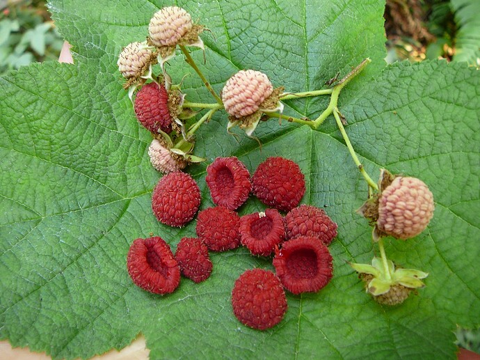 P1071003 Rubus parviflorus fruit Gordon River
